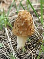 Morchella esculenta 300405.jpg