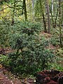 PacificYew 8544.jpg