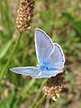 Polyommatus icarus-01 (xndr).jpg