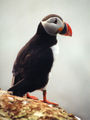 Puffin.jpg