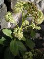Sedum telephium ssp maximum.jpg