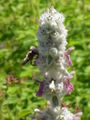 Stachys byzantinia1.jpg