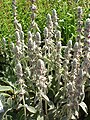 Stachys byzantinia2.jpg