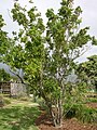 Starr 050407-6253 Sapindus saponaria.jpg