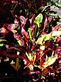 Starr 070111-3133 Codiaeum variegatum.jpg