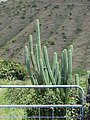 Starr 070320-5797 Echinopsis pachanoi.jpg
