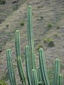 Starr 070320-5798 Echinopsis pachanoi.jpg