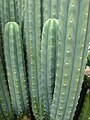 Starr 070320-5800 Echinopsis pachanoi.jpg