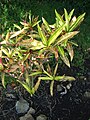 Starr 071024-0118 Codiaeum variegatum.jpg