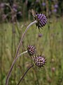 Succisa pratensis02.jpg