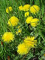 Taraxacum officinalis DSC02036.JPG