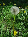 Taraxacum officinalis DSC02041.JPG