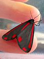 Tyria jacobaeae 03.jpg