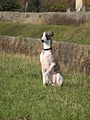 Whippet1.jpg