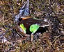 Mantella pulchra02.jpg