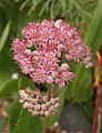 Sedum telephium 150805.jpg