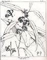 Eucalyptus resinifera00.jpg