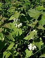 Lamium-album-total.JPG