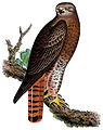Buteo calurus.jpg