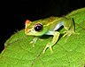 Boophis rappiodes 01.jpg