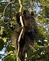 Urson Erethizon dorsatum 2.jpg