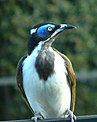 Entomyzon cyanotis.jpg