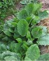 Grote weegbree Plantago major subsp. major.jpg