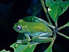 Boophis andreonei.jpg
