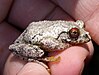 Boophis guibei 02.jpg