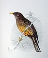 Turdus olivaceus00.jpg