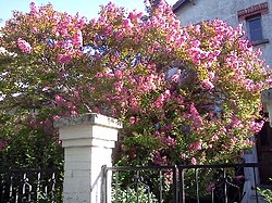  Lagerstroemia indica