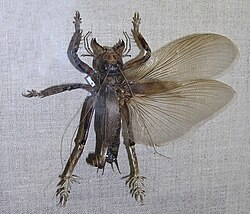  Schizodactylus monstrosus