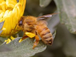  Abeille