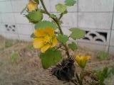 Abutilon theophrasti