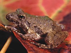  Acris crepitans