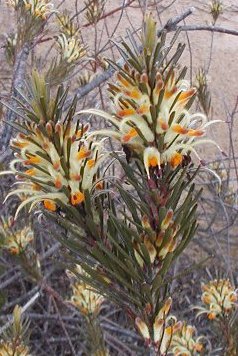  Adenanthos detmoldii