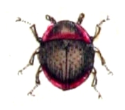  Agathidium seminulum