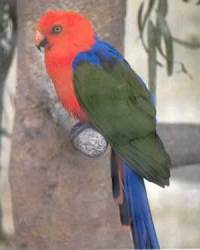  Alisterus amboinensis