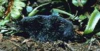  Neurotrichus gibbsii