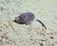  Sorex palustris