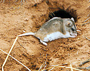  Onychomys leucogaster