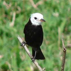 Arundinicola leucocephala, individu mâle