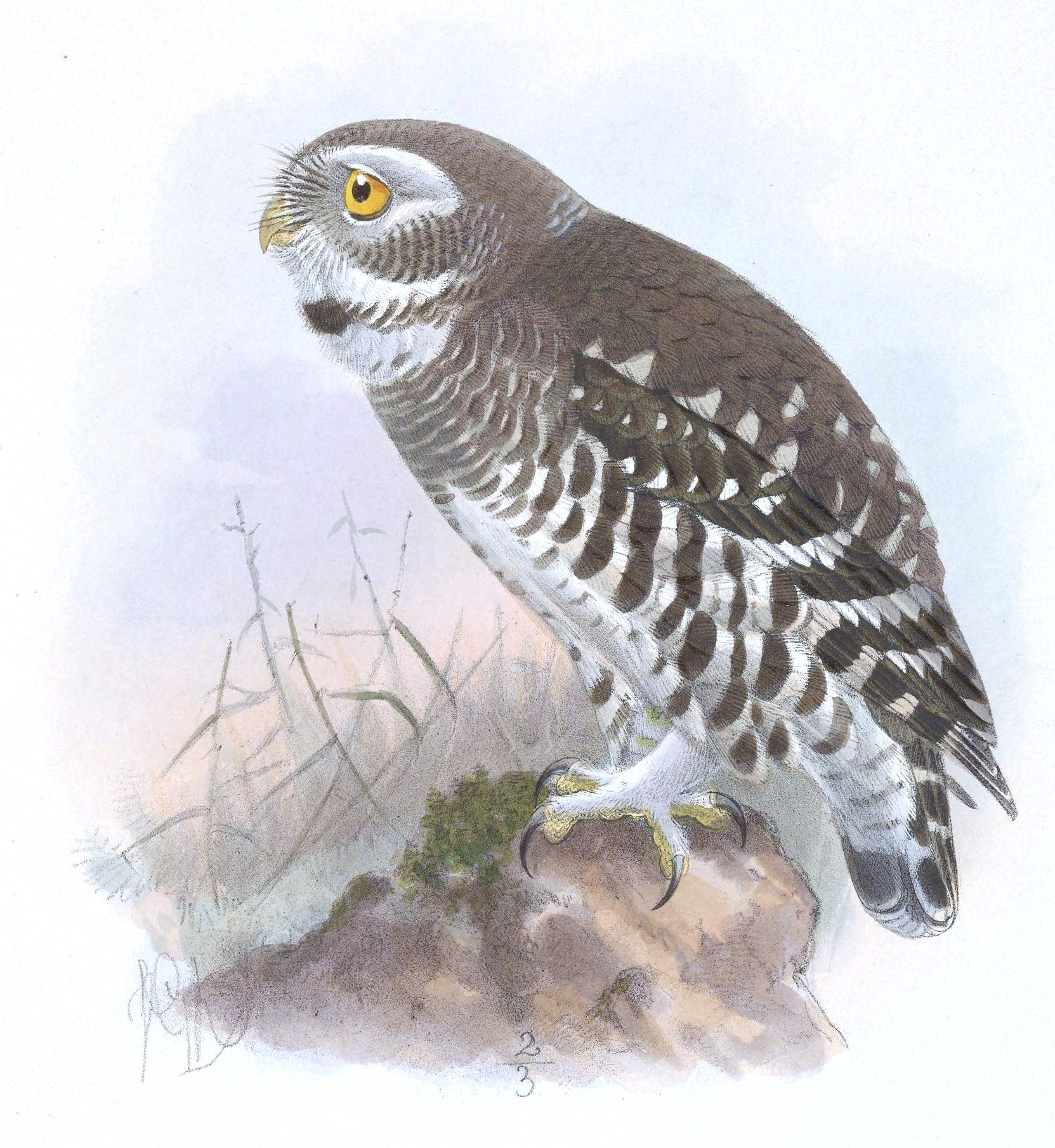  Heteroglaux blewitti