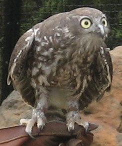  Ninox connivens
