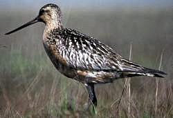  Limosa lapponica