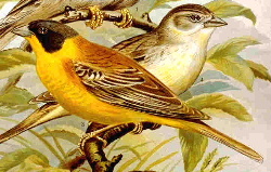  Emberiza melanocephala