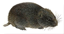  Campagnol-lemming de Cooper(Synaptomys cooperi )