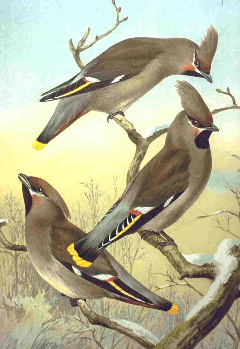  Bombycilla garrulus