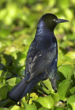  Quiscalus major