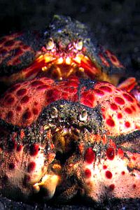  Calappa granulata